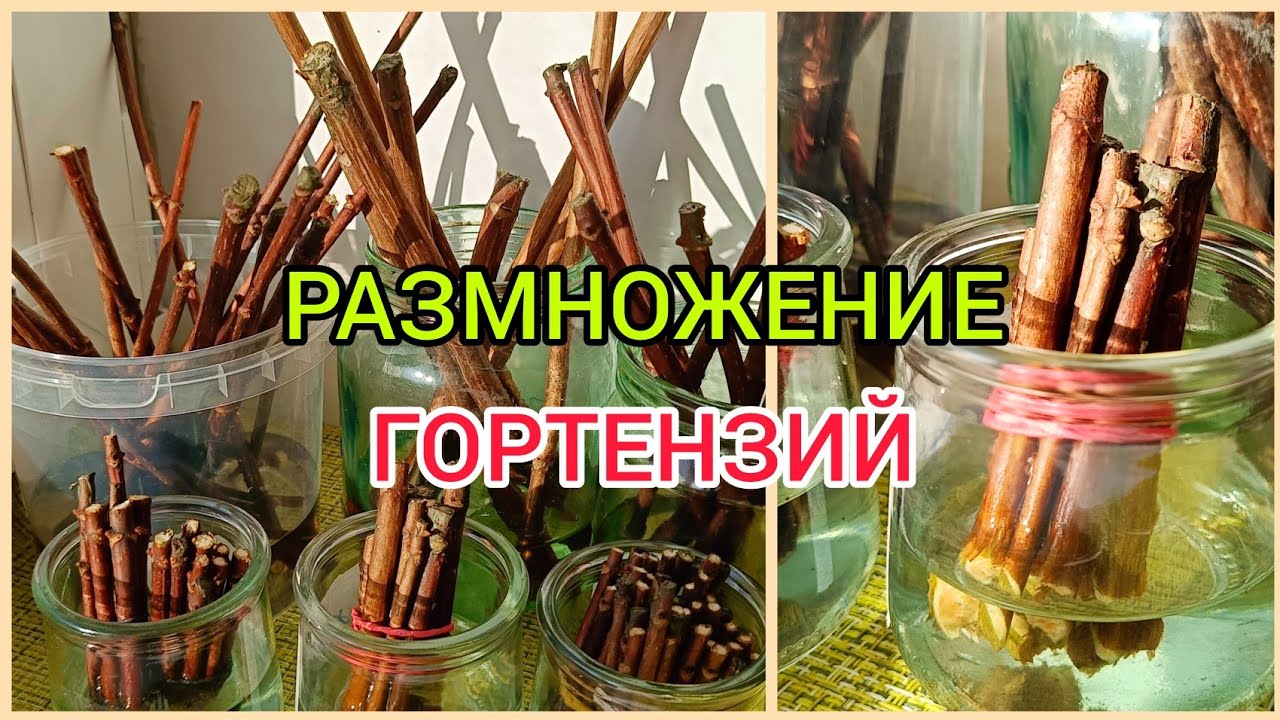 Размножение ГОРТЕНЗИЙ ПОЧКОЙ весной.Ставлю ветки в воду для получения зелëных побегов.