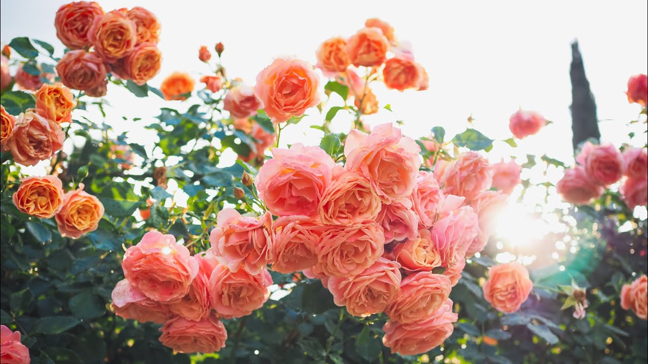 4K HDR - Kordes rose Peach Melba performing well under stormy weather