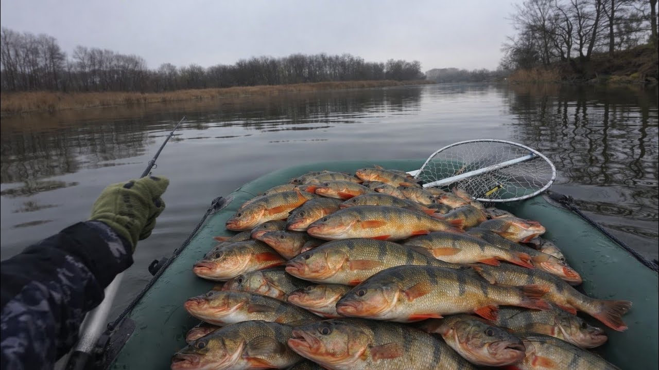 Окунь дуріє від цієї приманки.Рибалка на р.Сіверський Донець 