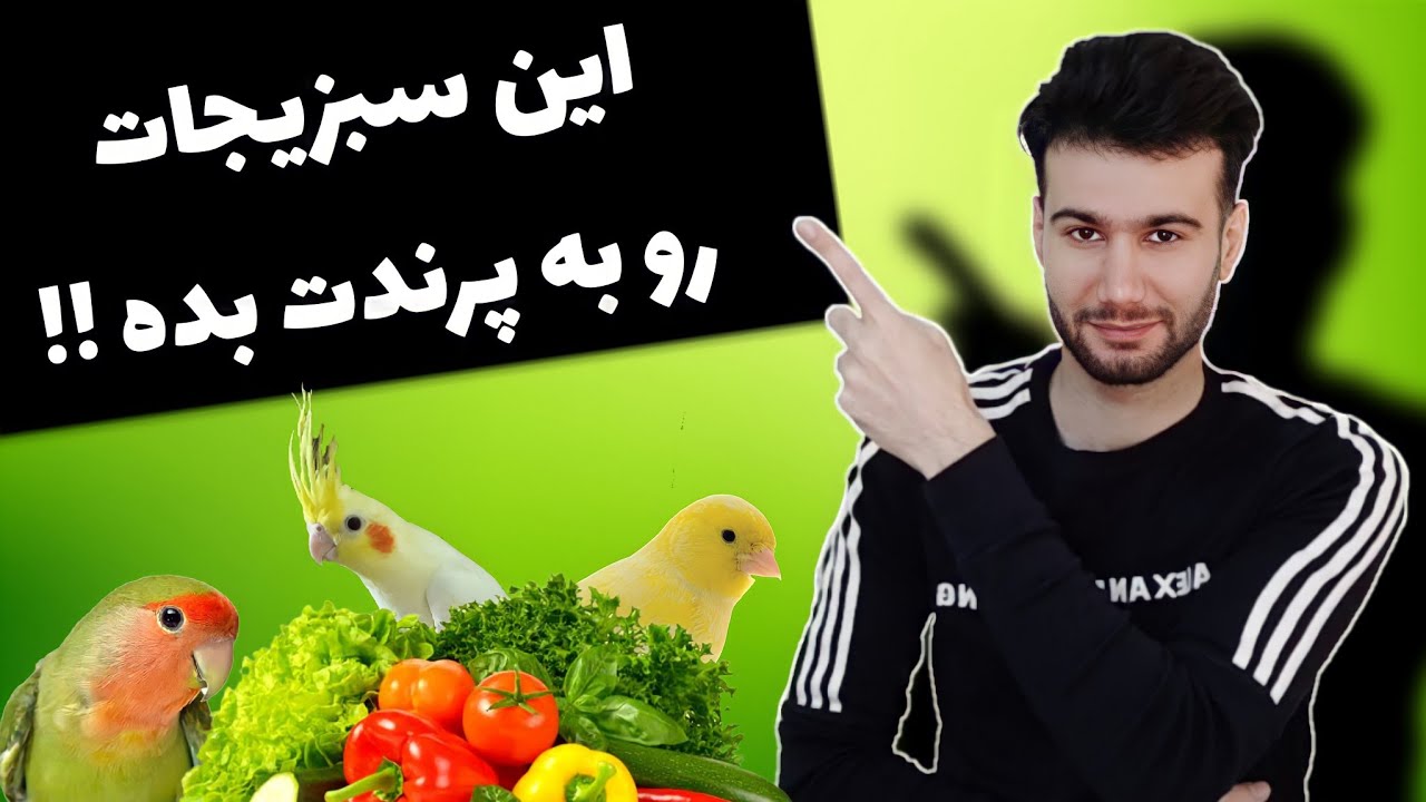 سبزیجات و صیفی جات مجاز برای پرندگان زینتی همچون عروس هلندی،قناری،مرغ عشق و سایر پرندگان