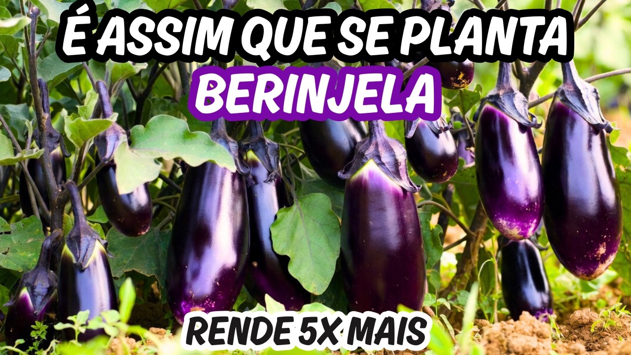 O SEGREDO DE COMO PLANTAR BERINJELA, COLHA 5X MAIS