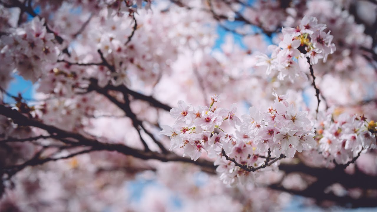 [4K] WONDERFUL 🌸Cherry Blossoms in London | Battersea Park & St. James Park