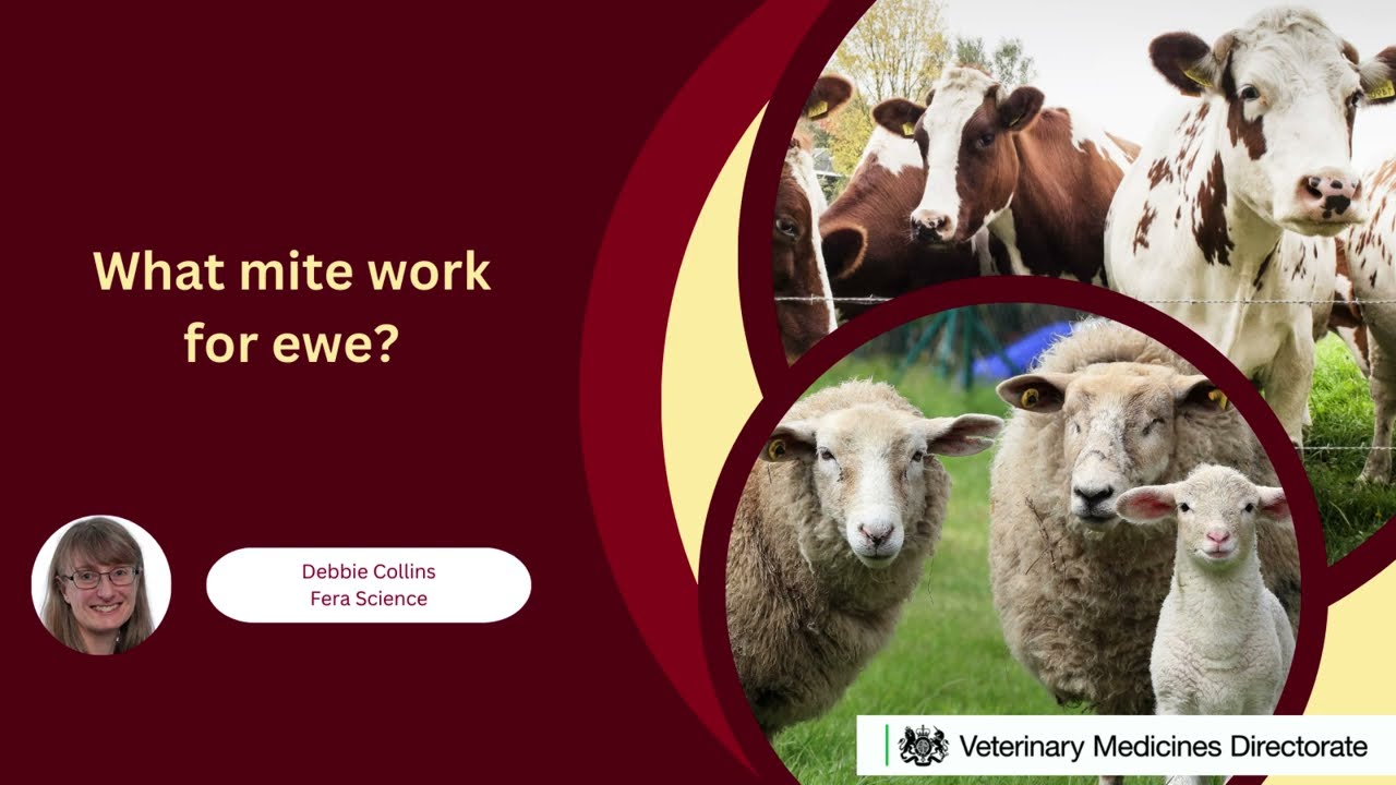 Debbie Collins What mite work for ewe