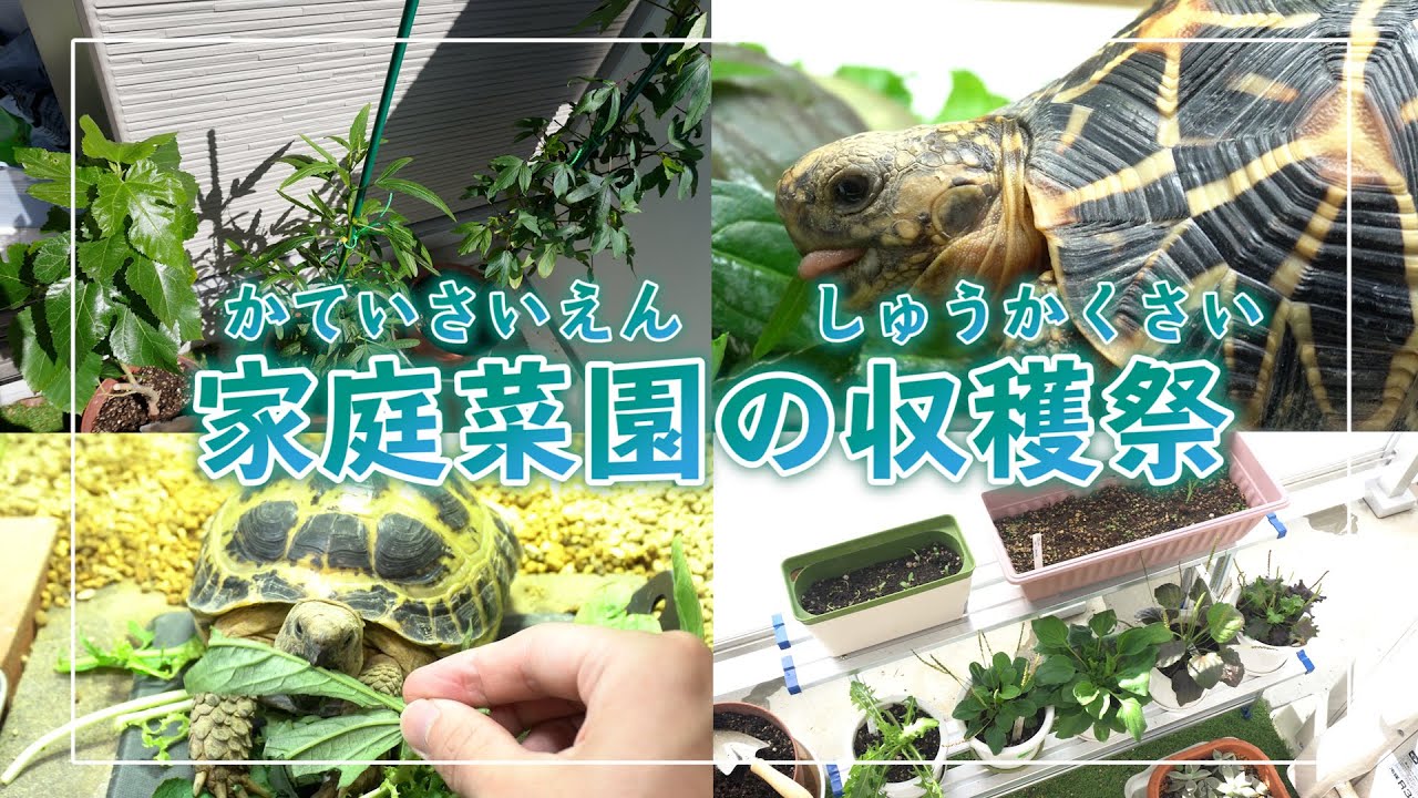 野菜を大量に収穫してリクガメに与える休日ルーティン