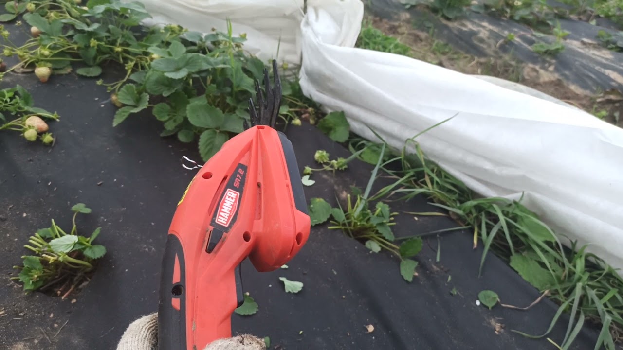 Использование Чешских электро аккумуляторных ножниц для чистки кустов клубники