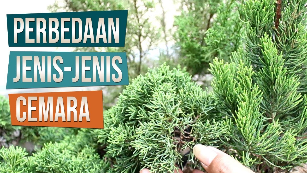 Mengenal Perbedaan Jenis-Jenis Cemara Bersama Mas Catur Dari Sleman Yogyakarta