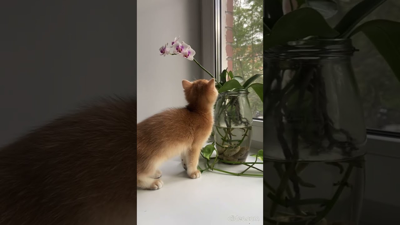 Британский котенок Золотая шиншилла 🌿🌸🌷 #britishcats #kitten #cutecat #британец #золотаяшиншилла