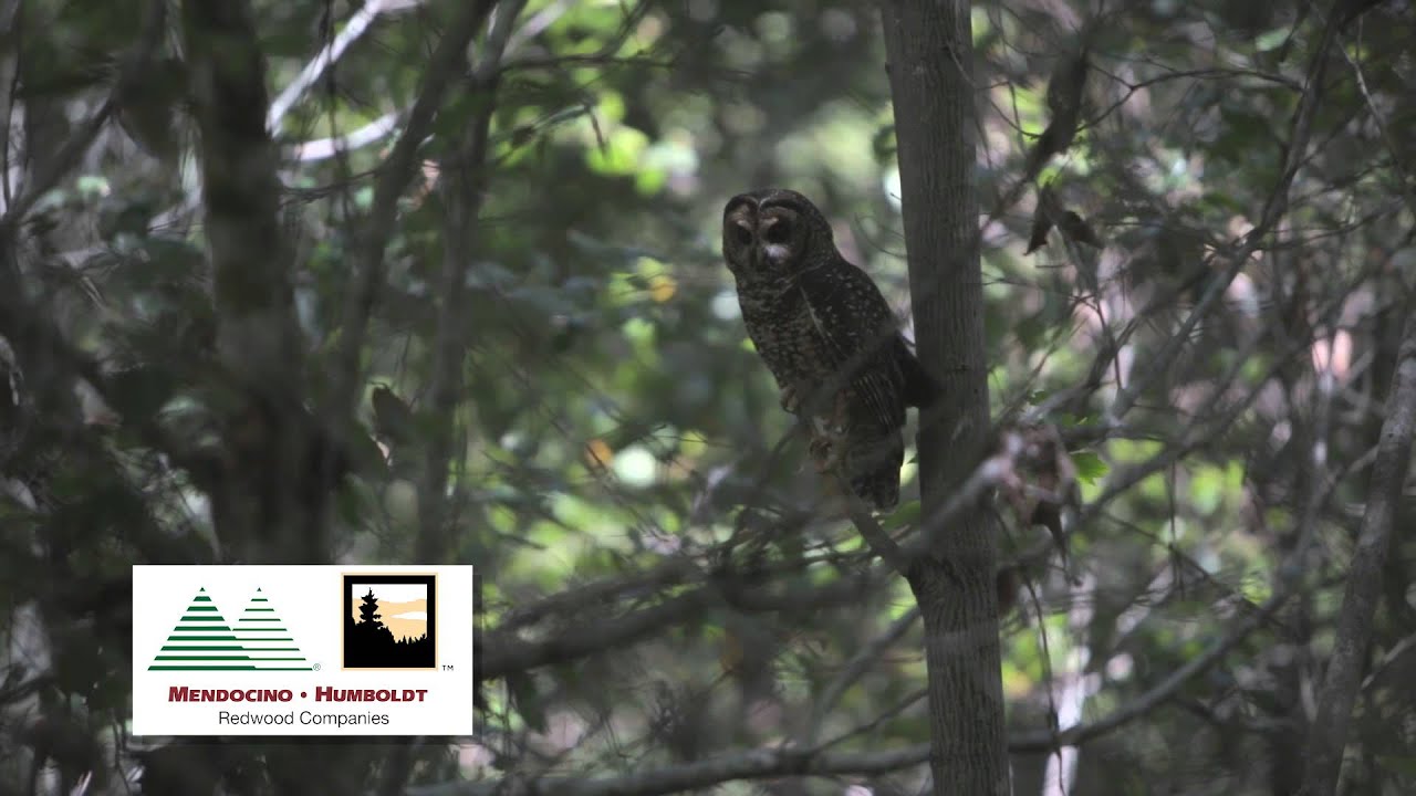 Northern Spotted Owl