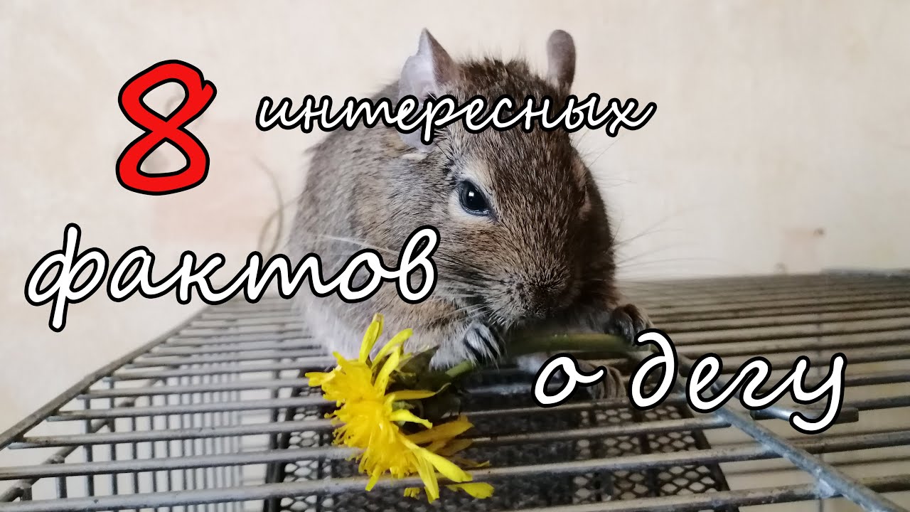 Интересные факты о дегу