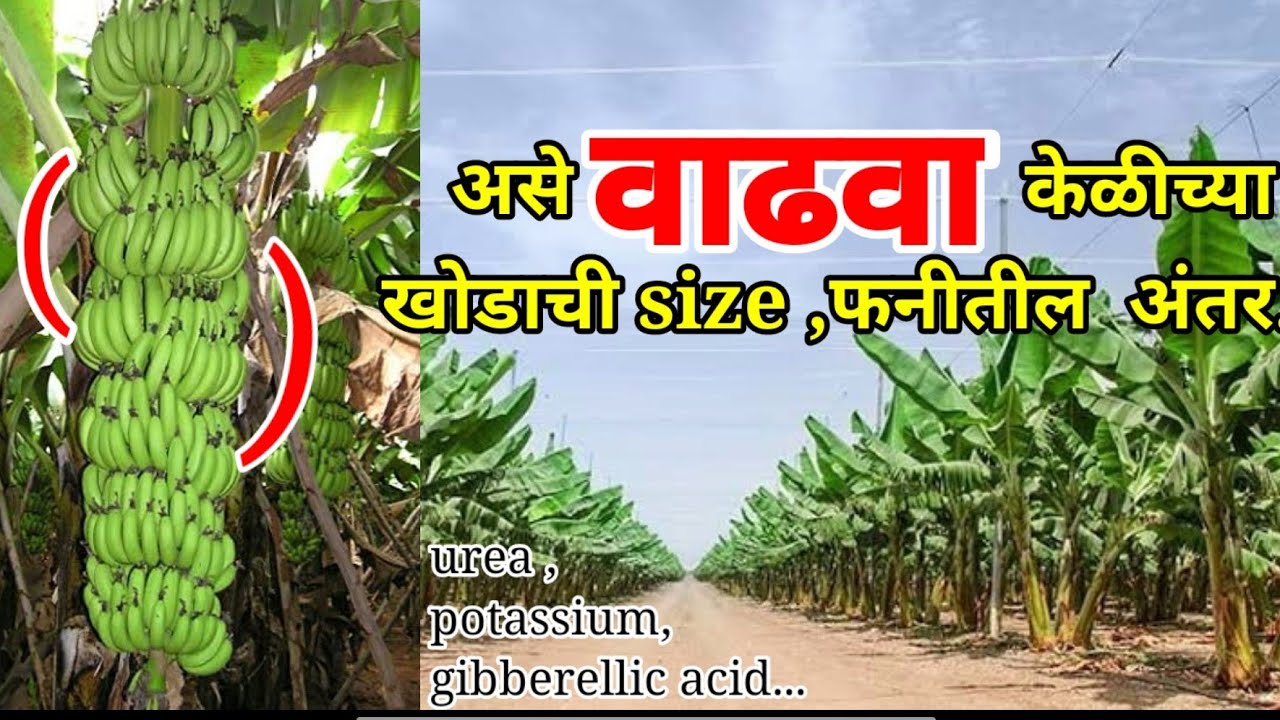Increasing Banana Plant And Fruit Sizeकेळीचा बुंदा आणि फानीची sizeवढवा|खताचा डोस|Farming technology