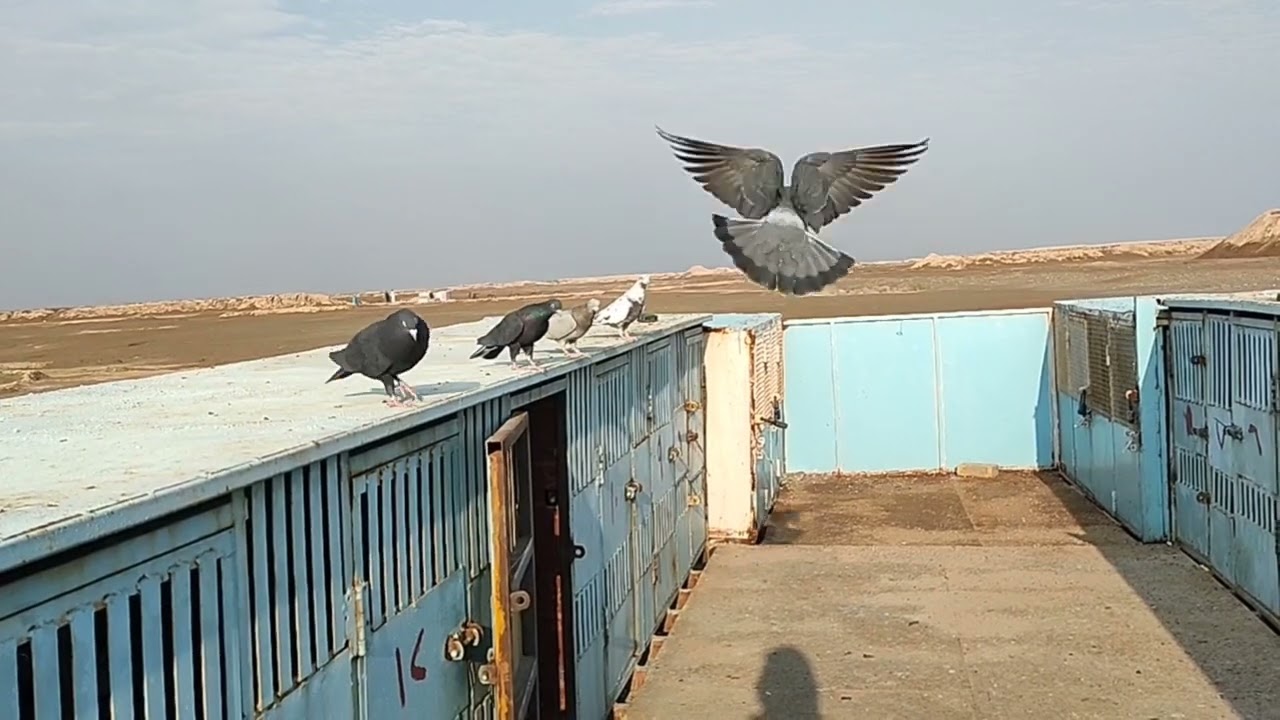 كيف نتعامل مع الطير الي يمد زايد