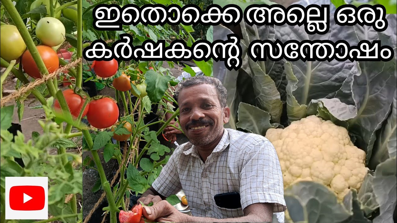ഇതൊക്കെ അല്ലെ ഒരു കർഷകന്റെ സന്തോഷം 😊| വിളവെടുപ്പ് |Minnuzz family |