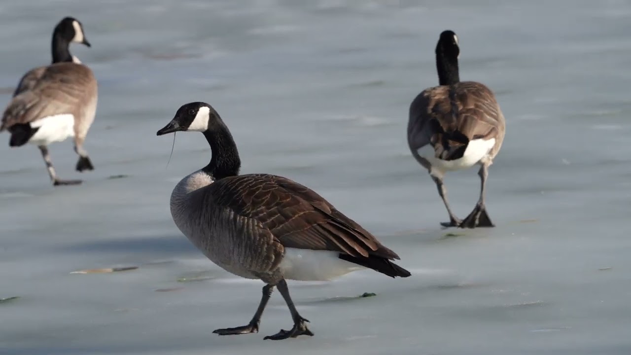 OMAHA NE BIRDS IMAGES ZAC WELLS MUSIC BRION POLONCIC