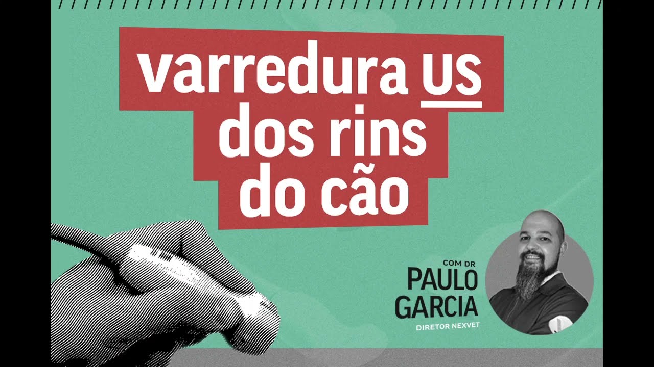 Varredura ultrassonográfica dos rins do cão
