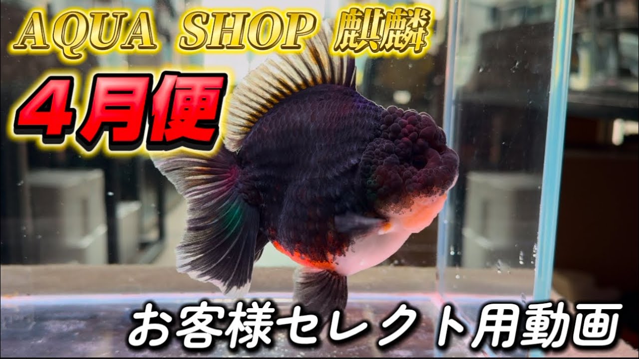 【AQUA SHOP 麒麟】4月便　お客様セレクト用動画【4月6日通販開始分】