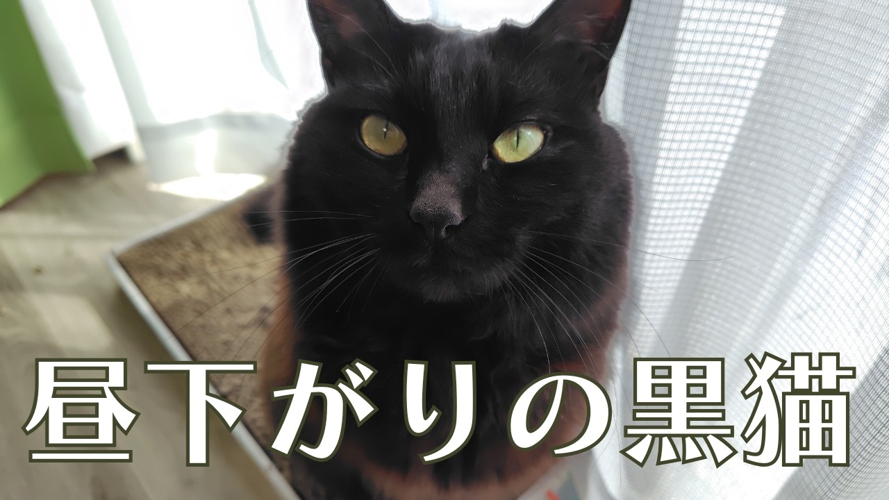 窓辺でぽかぽかうとうと…。とある昼下がりの黒猫の様子が可愛すぎた！【日常Vlog with BlackCat】