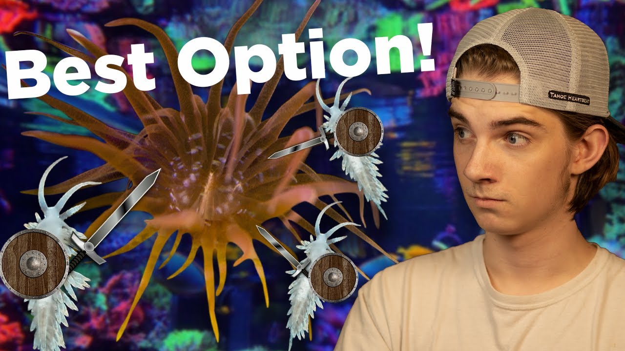 How to remove Aiptasia! Berghia Nudibranchs a solution without side effects!
