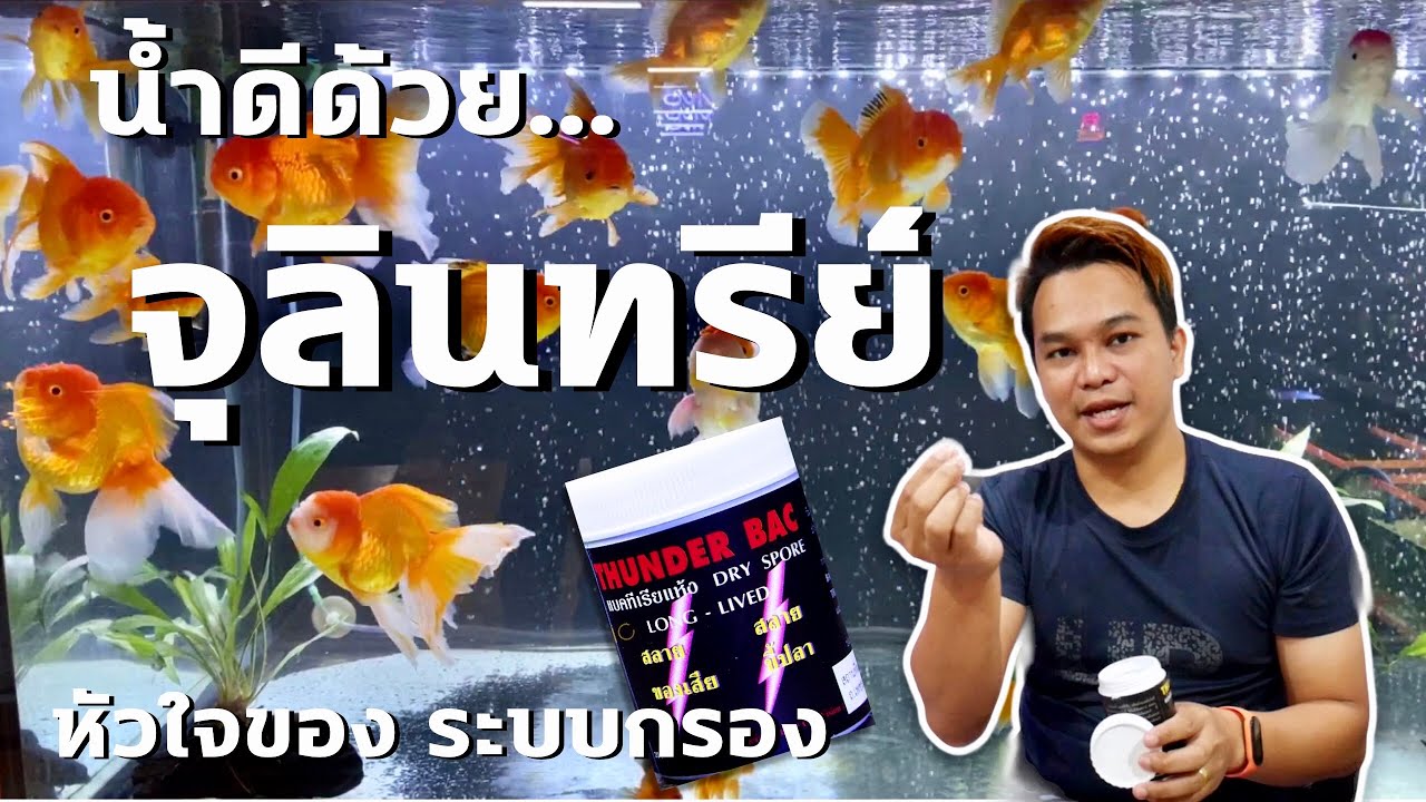 จุลินทรีย์ คือ หัวใจของระบบกรอง : ฮัลโหล พาเพลิน EP.22