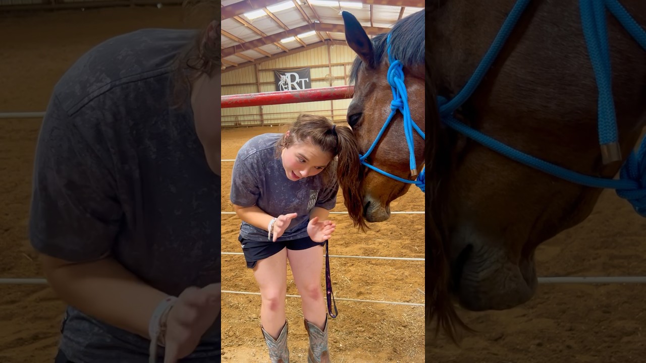 Beginner Vs Experienced Horse Owners! 🐴 #shorts #animals