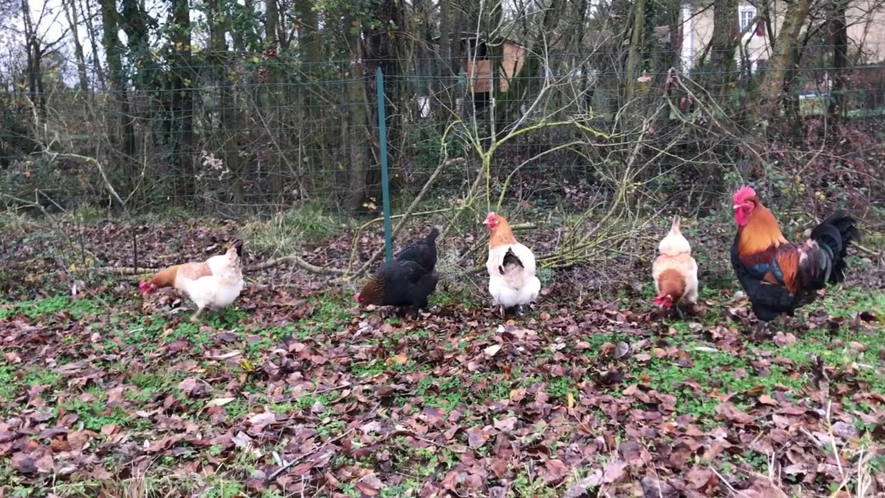 Parc N&deg;2, Marans froment