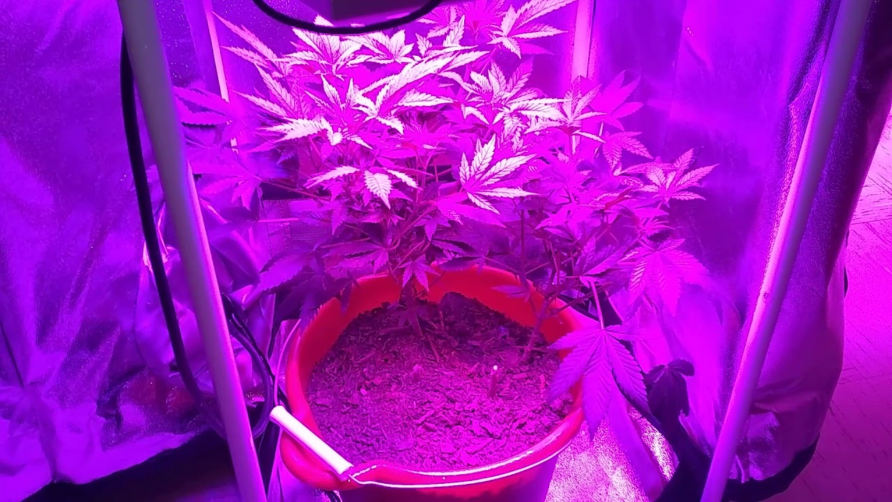 Grow room update
