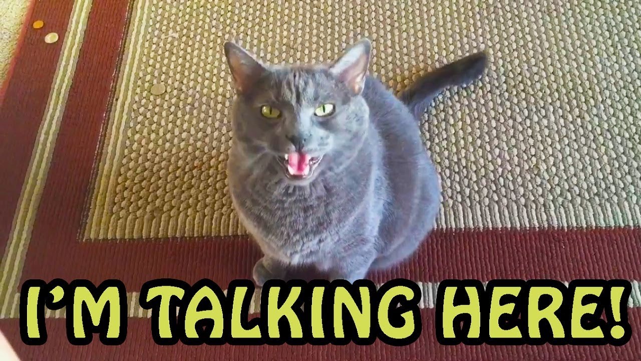 Cats Talking With Their Humans 2018 [NEW]