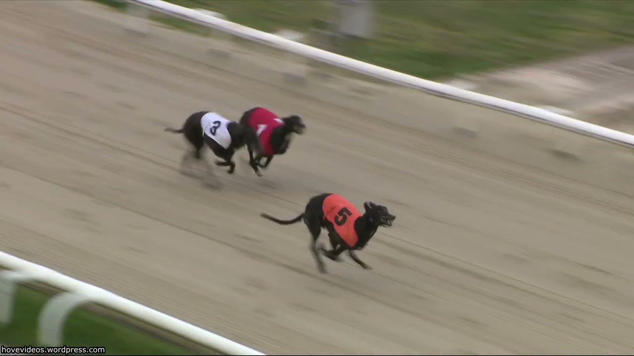 Hove Greyhound Trials 29/3/25