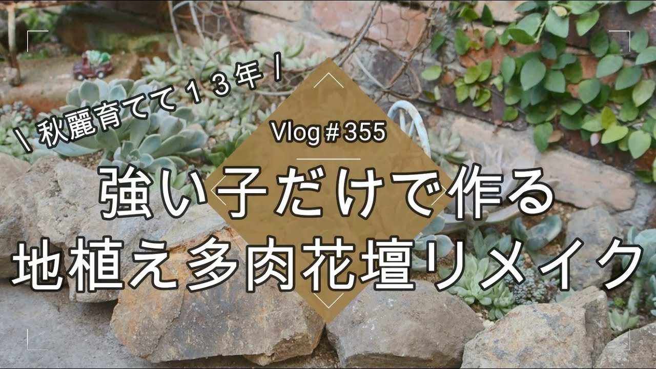 【Vlog355】【多肉植物】秋麗育てて13年💖強い子だけで作る地植え多肉花壇リメイク【ロックガーデン風】