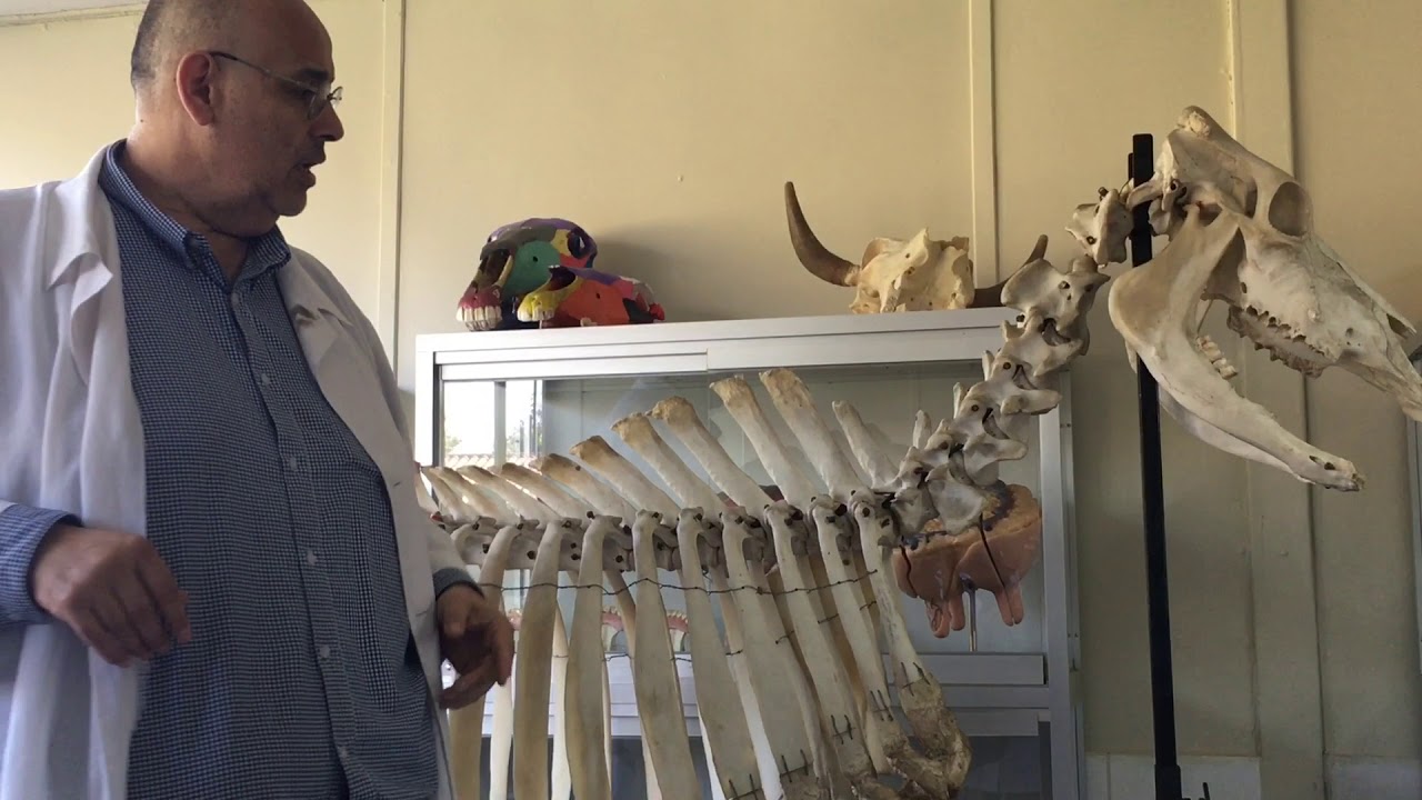 Anatomía comparada columna bovino