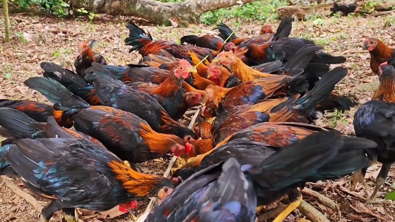 Si llegaste cansado de trabajar, Bañate, cena algo, y vota el Estrés con estos paisajes y macheros.