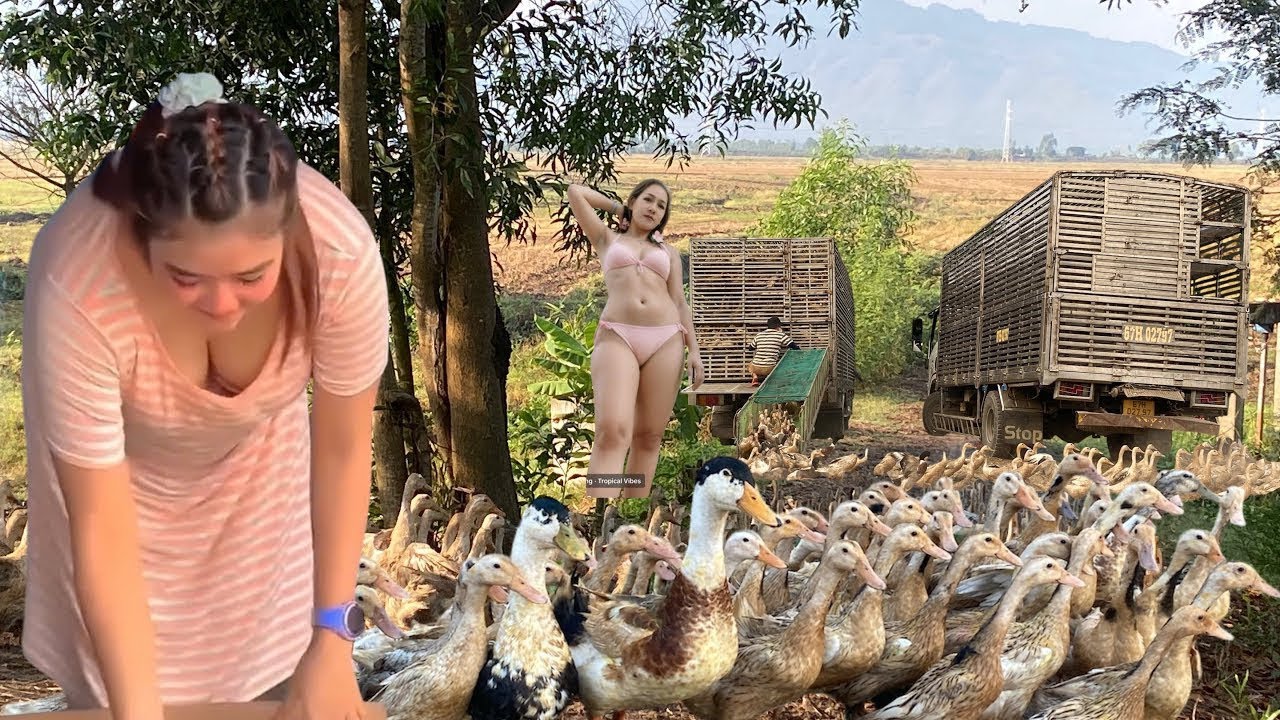 Full video: Ducks are transported by truck to the new rice fields.