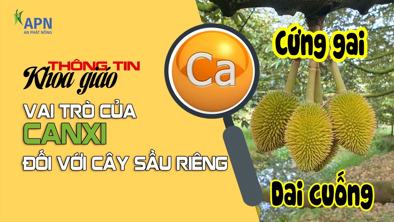 APN – VAI TRÒ CỦA CANXI ĐỐI VỚI CÂY SẦU RIÊNG – THÔNG TIN KHOA GIÁO KỲ 3
