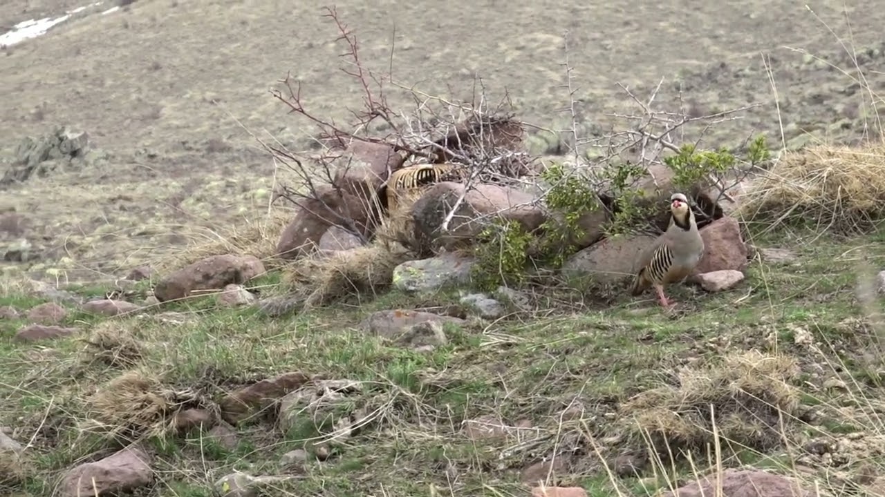 Keklik Avı (Bağlı) - الحجل طائر - куропатка - partridge