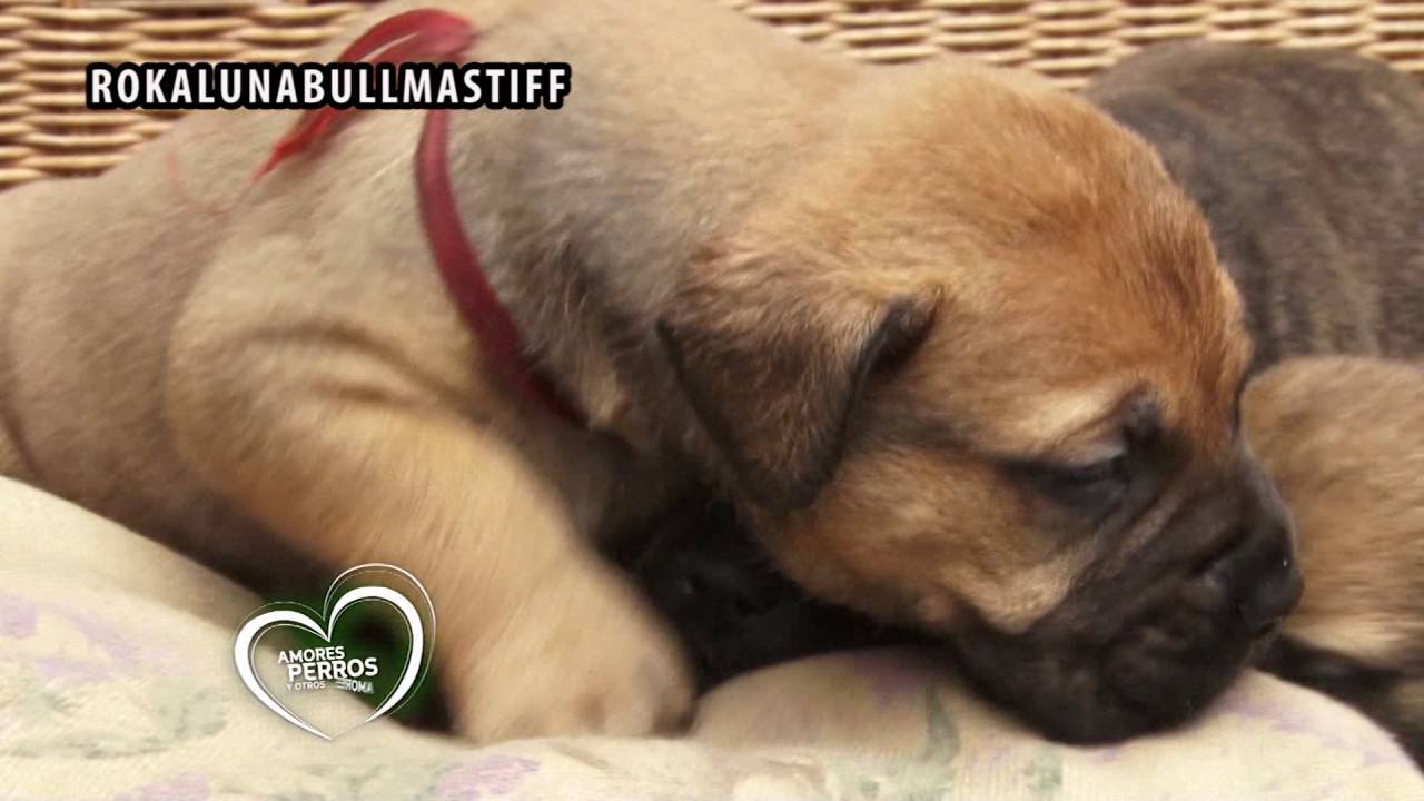 Bullmastiff Criadero Rokaluna