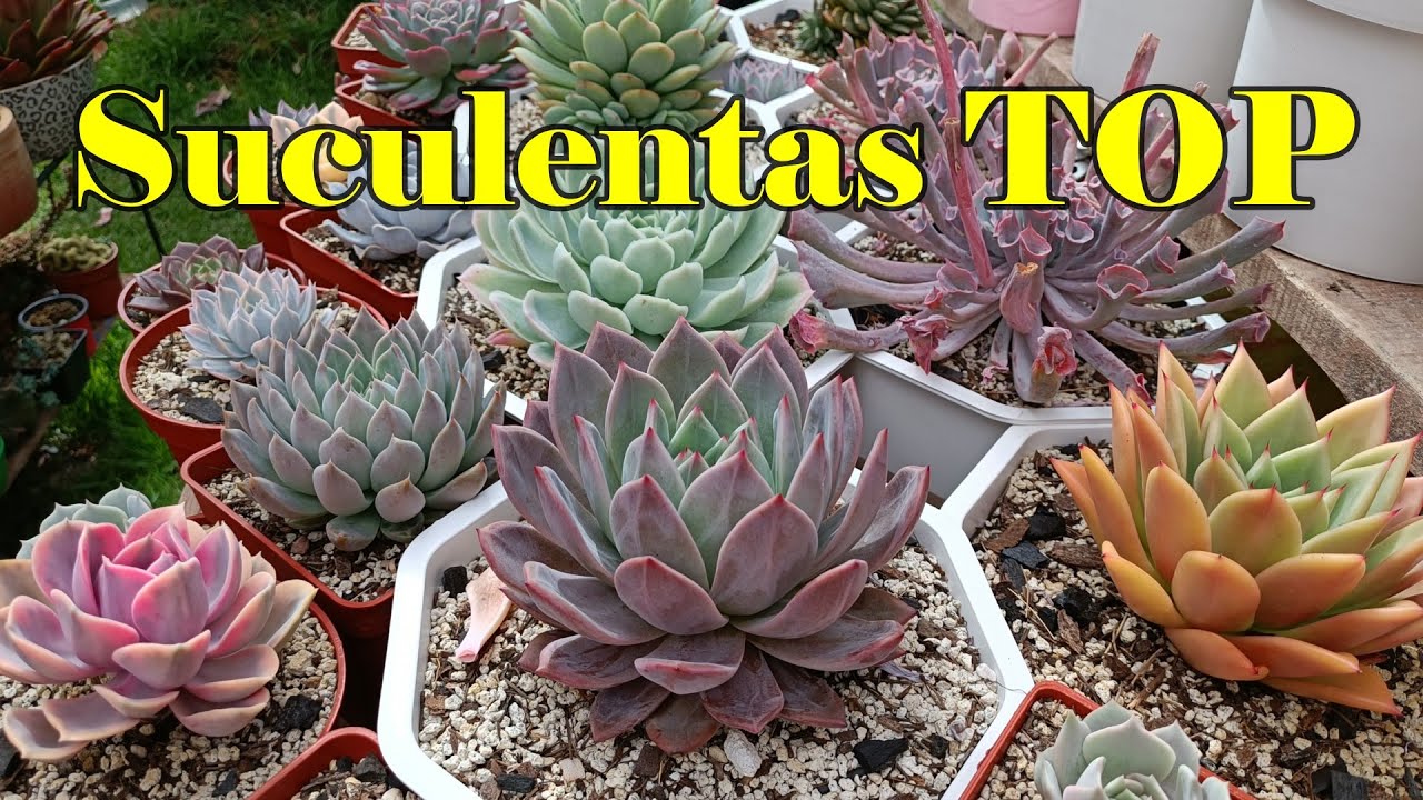 Suculentas TOP de esta temporada #suculentas #echeveria #agavoides #pachyphytum