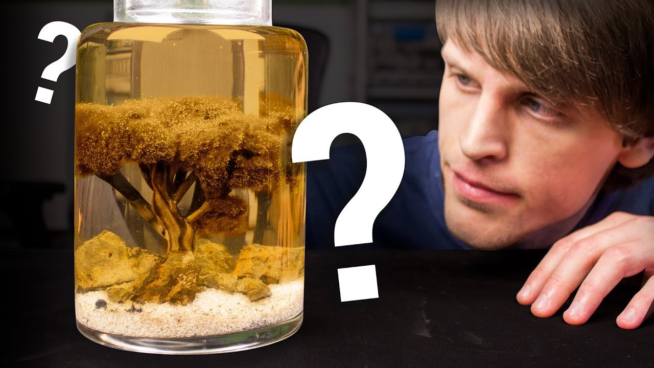 What Happened to the Moss Ball Ecosphere?