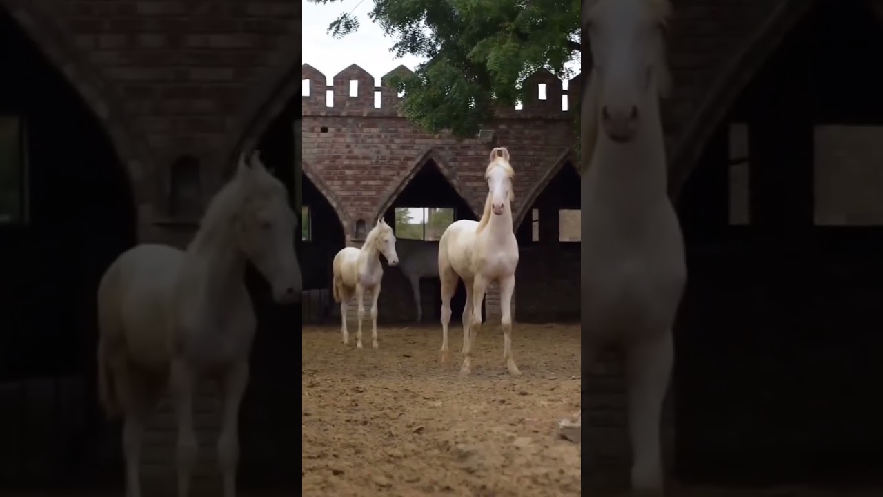 Marwari Stallion Horse 🐎#viral #trending #horse #marwari #pakistan #mandi #stallion #horses #india
