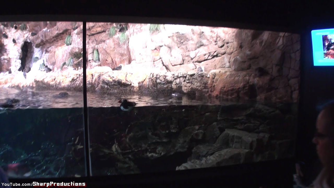 Penguin Encounter at SeaWorld San Diego