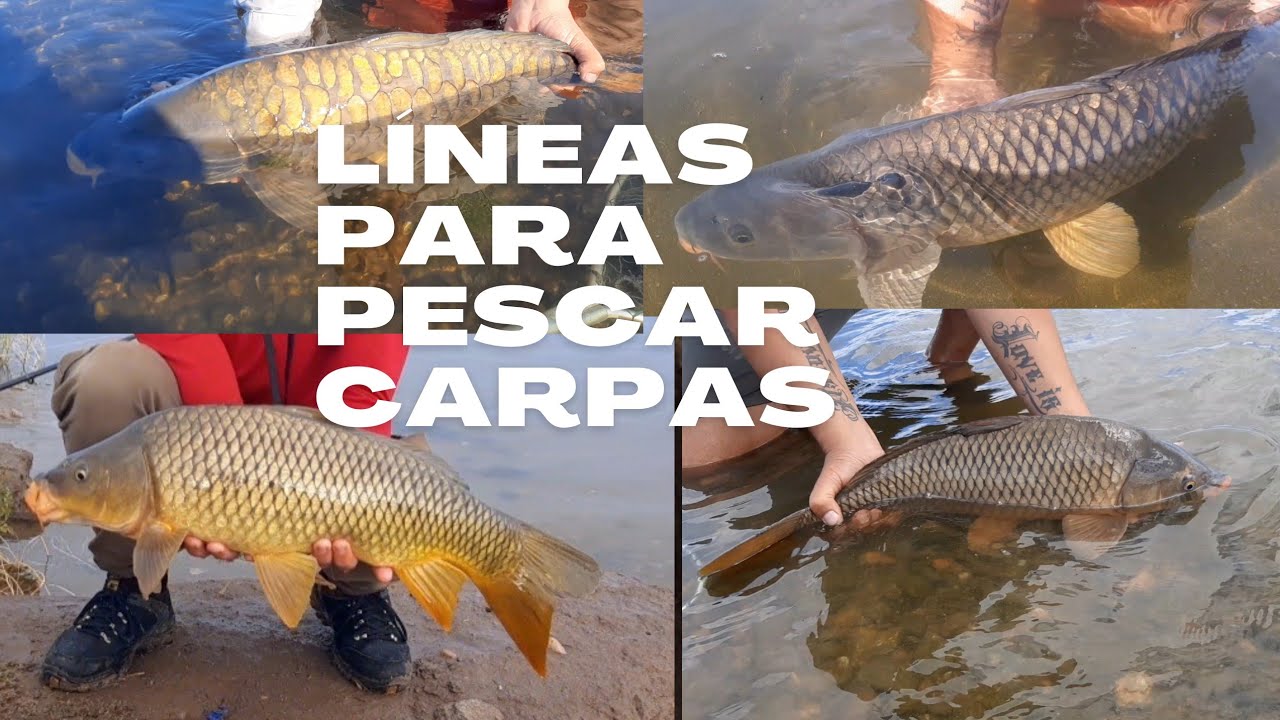 LINEA PARA CARPA!!! 3 alternativas fáciles y económicas que tenes que tener!