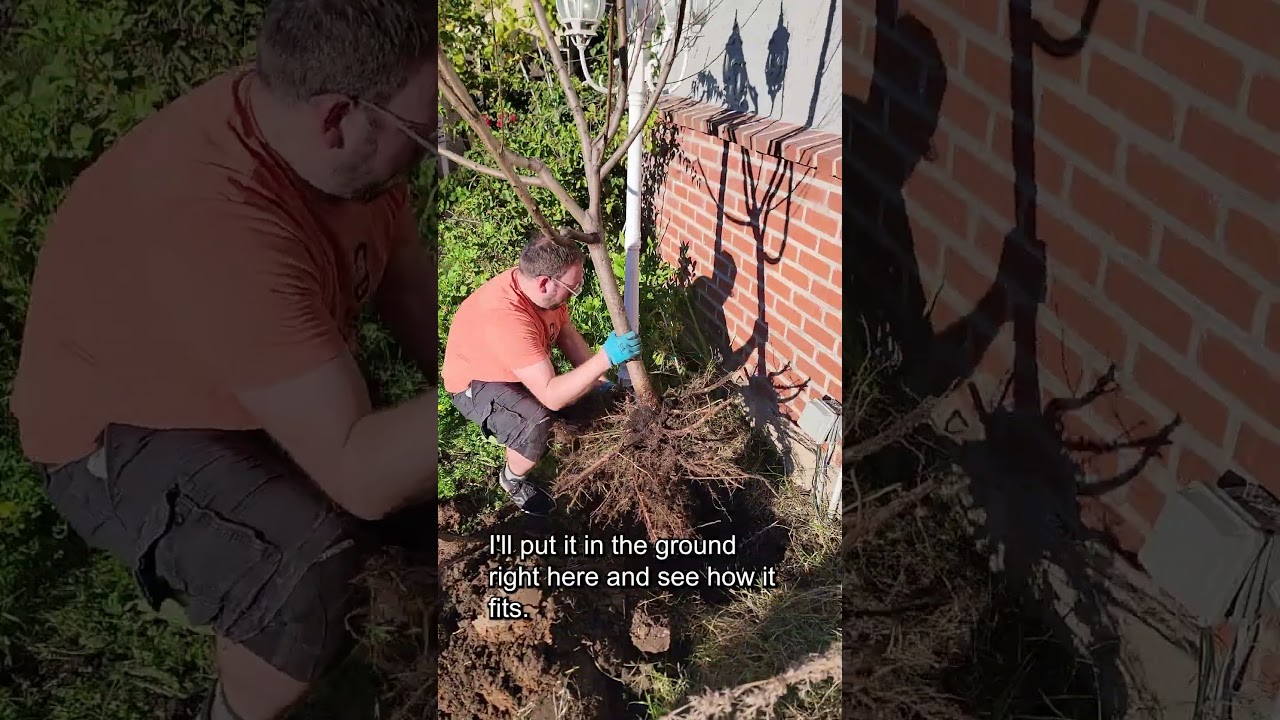 Moving the Peach Tree #backyardorchard #gardening #fruittrees