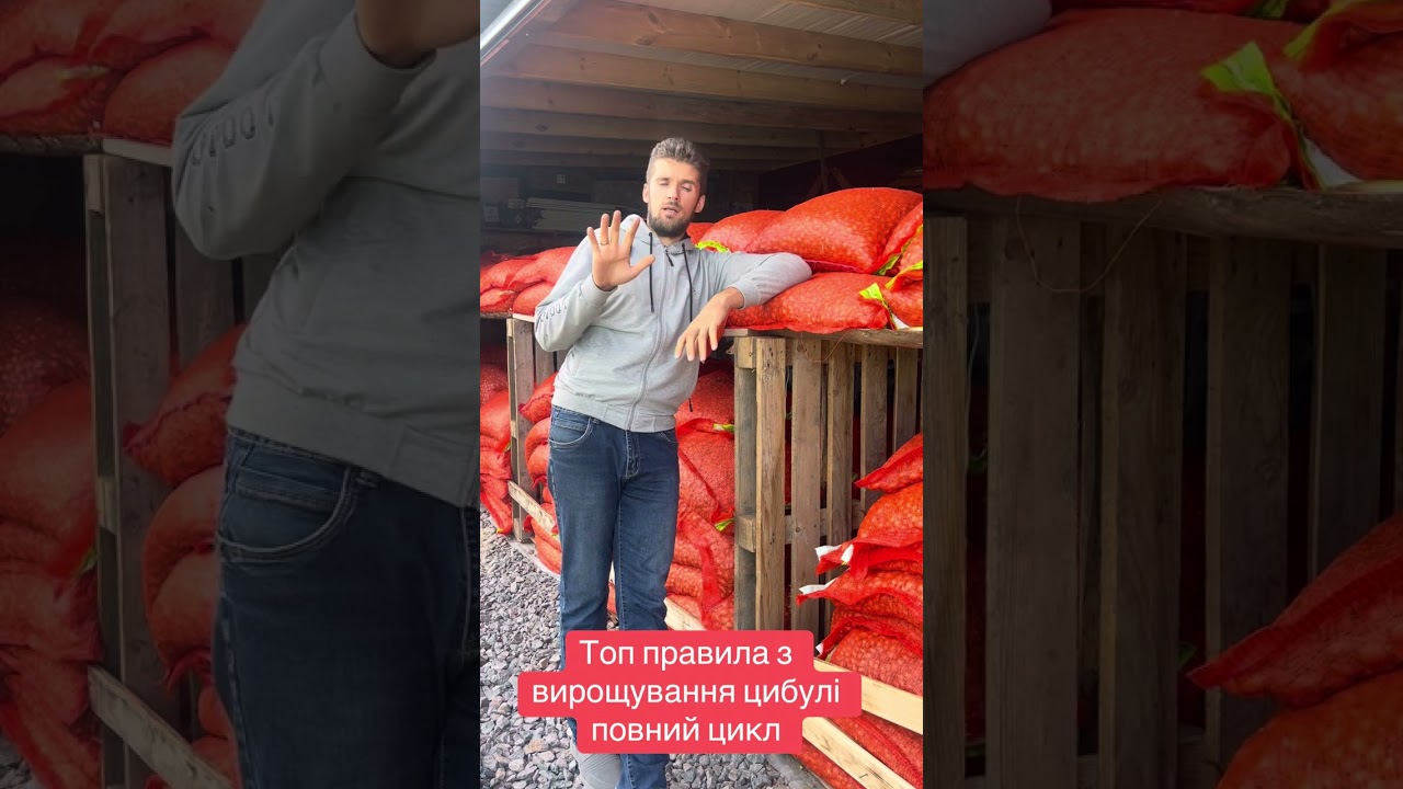Технологія вирощування голандської цибулі. Вирощування цибулі від А до Я.