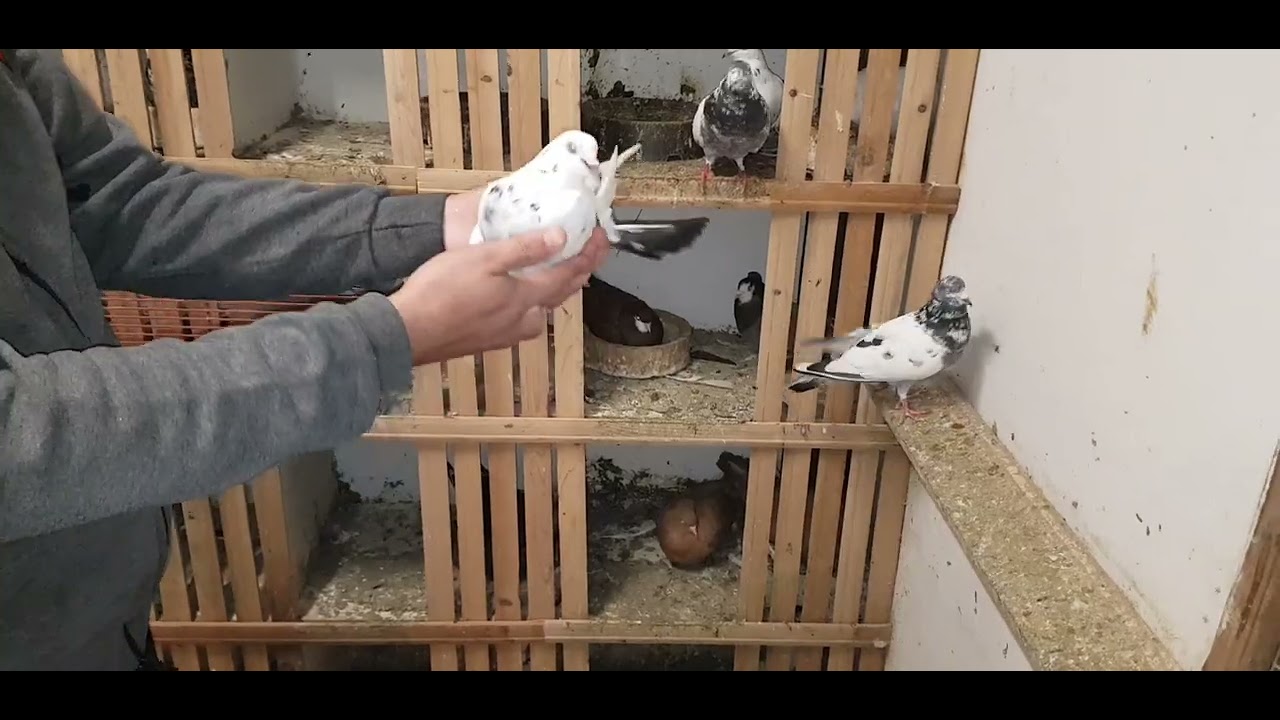 pllumat e Ergjanit pakistan