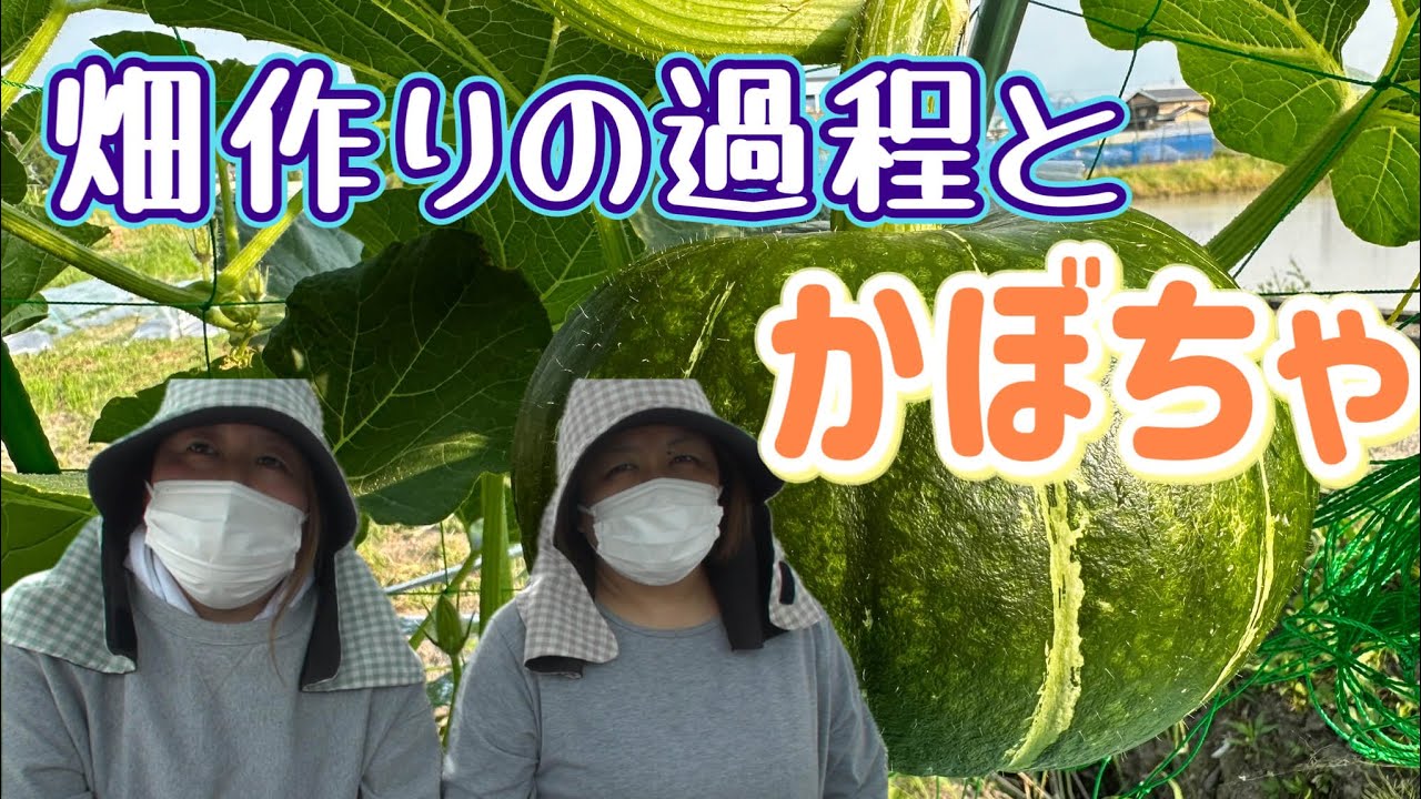 畑作りの過程とかぼちゃ