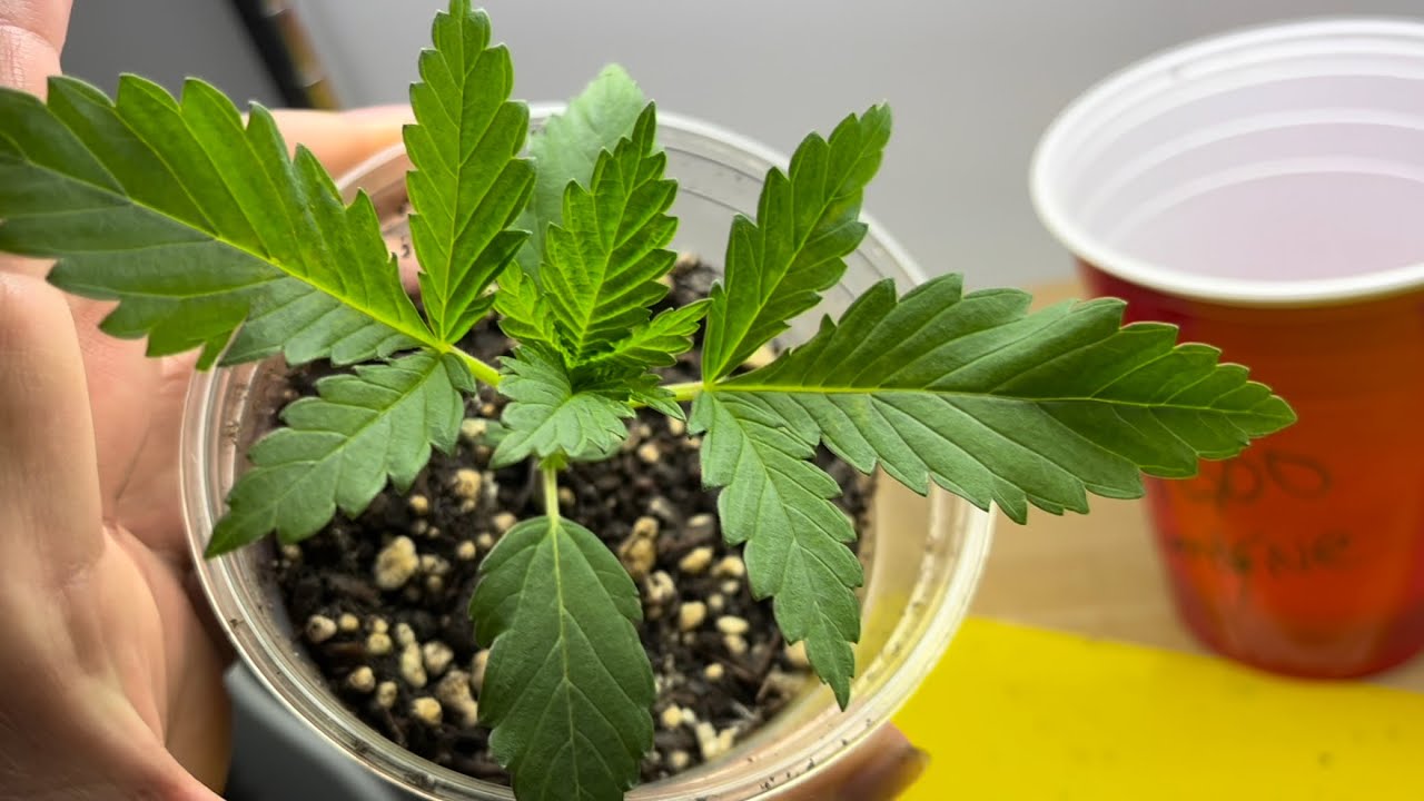 #420GTGT Afgoo OD - week 1-2
