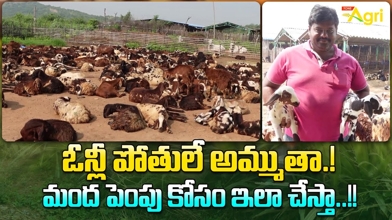 Sheep Farming Guide | ఓన్లీ పోతులే అమ్ముతా.! మంద పెంపు కోసం ఇలా చేస్తా..!! Tone Agri