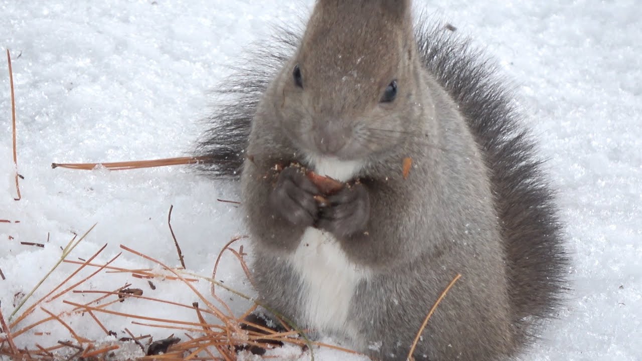 エゾリス　～雪の下は食糧庫～