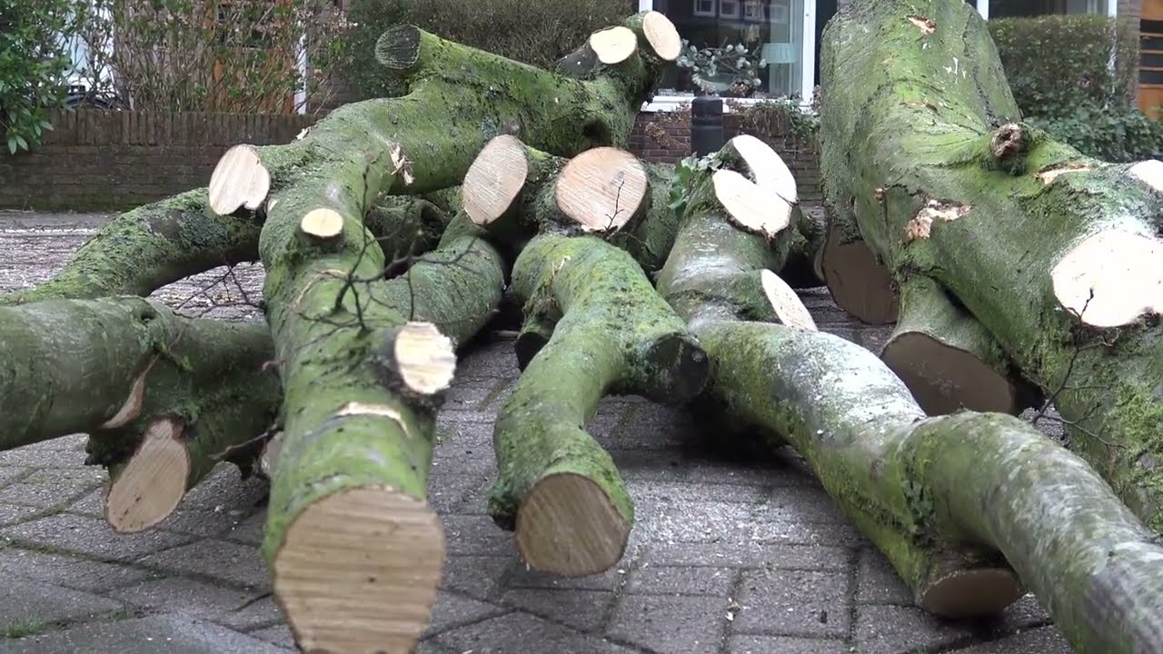 bomenkap in de mozartstraat 4 en 5 maart 2024 movie