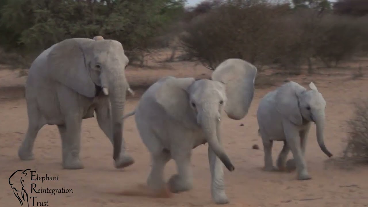 EEG ©Elephant Reintegration Trust Rewilding 2015, Video 38 Elephants returning to the boma, Part 3.