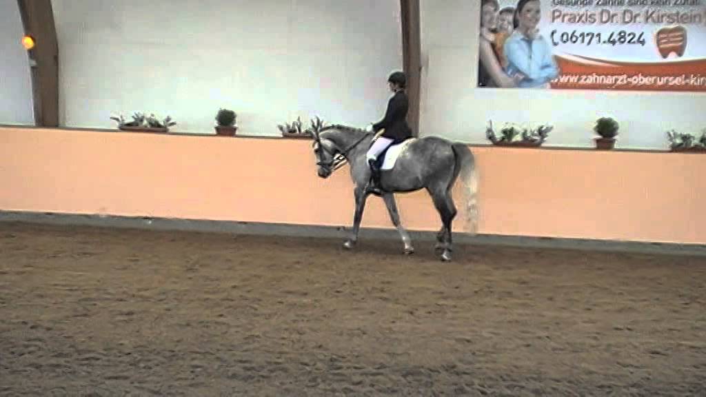 M6 Dressur März 2015
