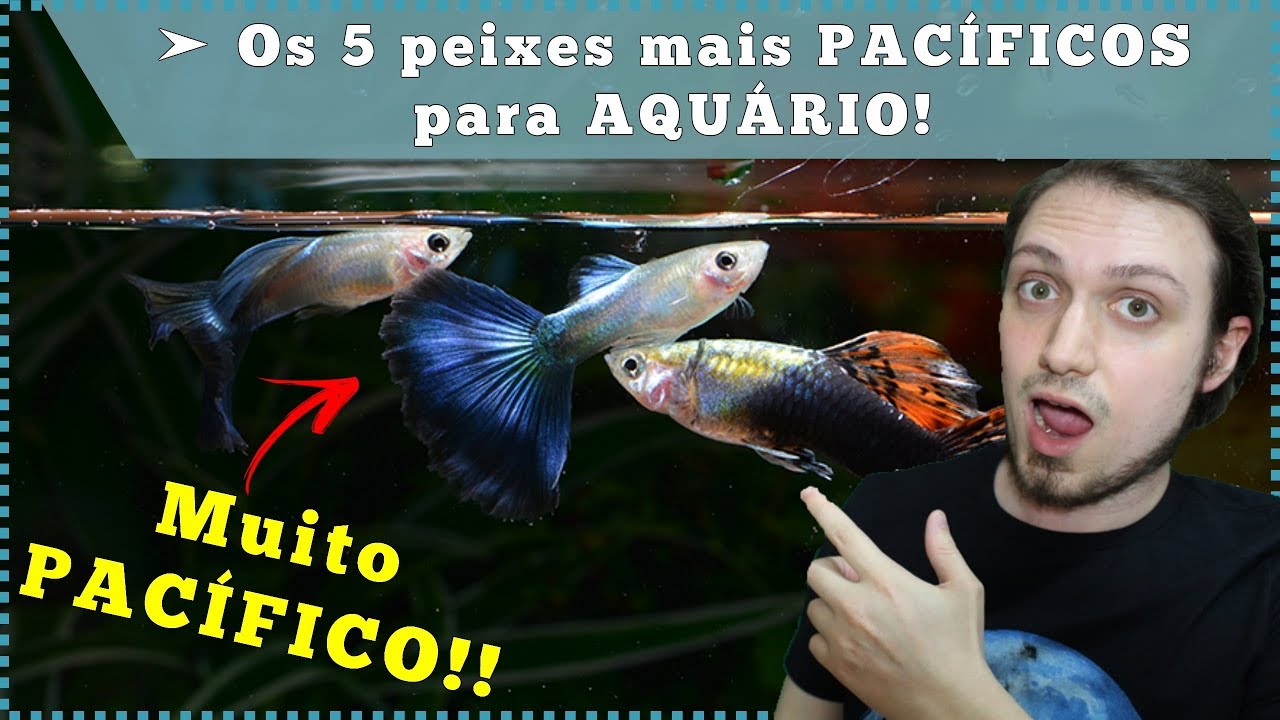 Os 5 peixes mais PACÍFICOS para AQUÁRIO!